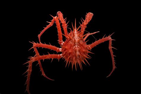  Florida Soft Coral: Unveiling the Enigmatic Wonders of a Deep-Sea Garden with Exquisite Tentacles!