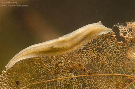  Alaria! A Tiny Flatworm Capable Of Transforming From Freshwater Snail To Mammalian Intestine