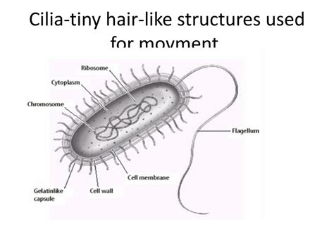  Ciliata: A Tiny Marvel with Hair-Like Structures That Move Like Tiny Dancers!