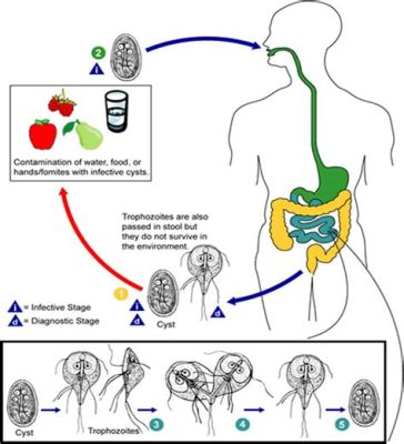  Giardia Lamblia: Một Quái Vật Siêu Vi Bé Bằng Hạt Gạo - Biết Gây Phiền Phức Cho Hệ Tiêu Hoá