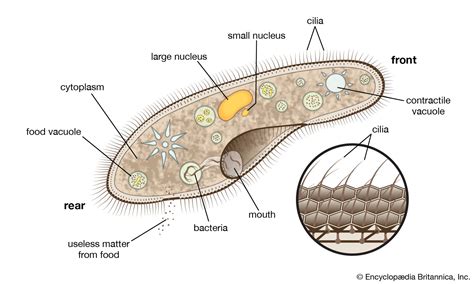  Gilboa! Một Loài Động Vật Ciliophora Kì Lạ Với Bộ Len Tương Tự Nàng Tiên Cá