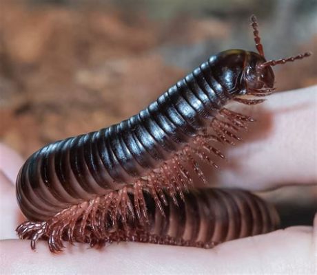  Nelidiochernes! _These fascinating creatures combine the captivating grace of millipedes with an astonishing ability to defend themselves against attackers._