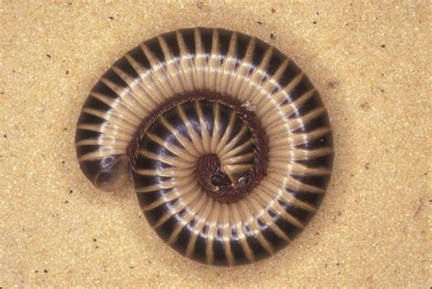  Quilling Millipede: Can These Armored Creatures Really Roll Up into a Tight Ball Like a Pangolin?!