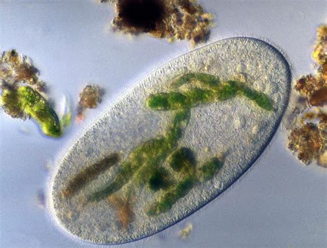  Rhoptoria! A Ciliate That Dances With its Prey