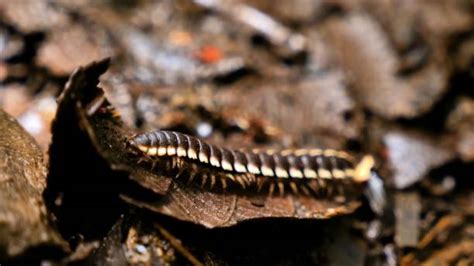  Undersifting the Earth: Unearthing Hidden Wonders and Discovering Magnificent Millipede Marvels!