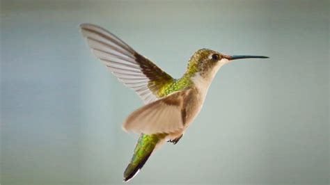  Xantus's Hummingbird: A Tiny Masterpiece of Aerial Acrobatics!