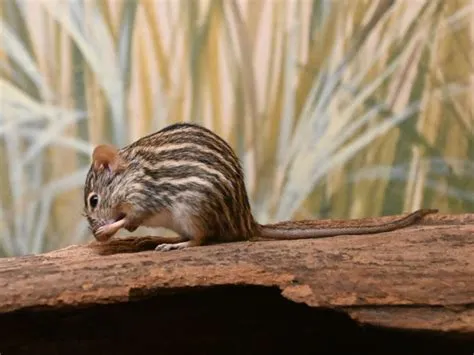  Xantuus Muris: Unveiling the Mystery Behind This Mouse with Stripes Like a Zebra!