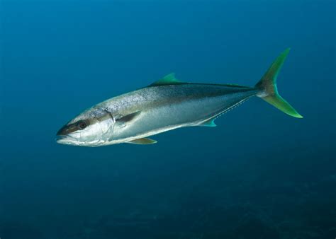  Yellowtail – A Fish with an Appetite as Big as its Name!