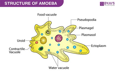  Amoeba Proteus: A Single-Celled Enigma Capable of Locomotion Through Pseudopodia!