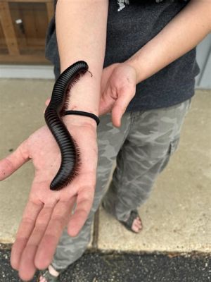  Archispirostreptus gigas: A Millipede Marvel with Over 700 Legs - Where Does All This Leg-Power Come From?