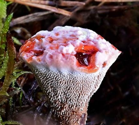  Bleeding Tooth Fungus: One Fungus That Looks Just Like A Giant Raspberry But Is Actually A Sponge!