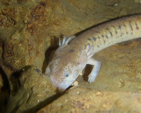  Cave Salamander! A Surprisingly Agile Amphibian Lurking in Dark Corners