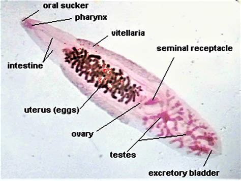  Clonorchis Sinensis: Một Loài Sán Lá Gây Nhiễm Bệnh Cho Con Người Và Là Vị Khách Xâm Lăng Phi Thường!