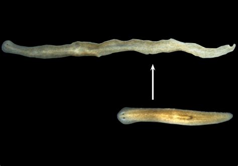  Fauciella: This Tiny Flatworm Lives on Decaying Algae, Can It Teach Us About Regeneration?