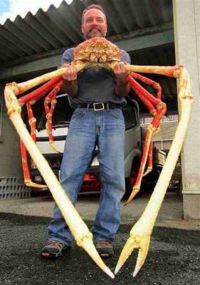  JAPANESE SPIDER CRAB:  A Master of Camouflage Lurking in the Depths, Its Carapace a Canvas for Ocean Artistry!