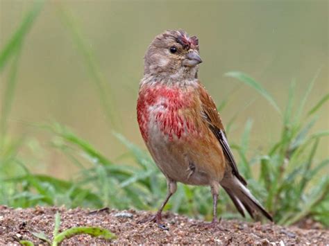  Linnet: Khám phá vẻ đẹp lông vũ rực rỡ và tiếng hót líu lo như bản tình ca của tự nhiên!