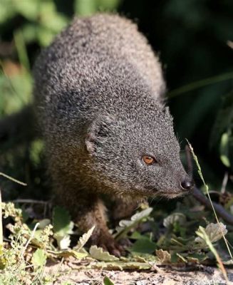  Mangoose! A Small Mammal With Exceptional Hunting Skills That Will Surprise You