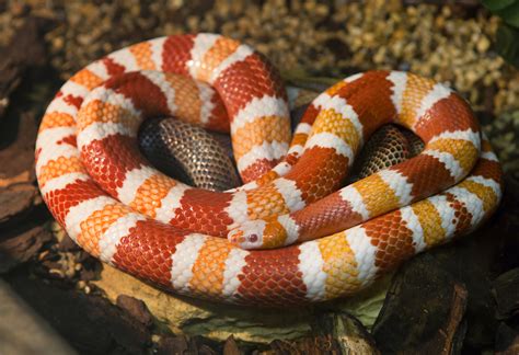  Rắn Milksnake - Con Rắn Dễ Thương Có Sắc Màu Đậm Chậu Nhưng lại Không Có Độc