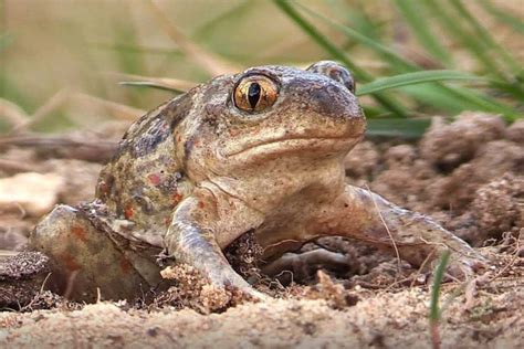  Odoriferous Toad: A Master of Camouflage with the Power to Puff Up Like a Tiny Balloon!