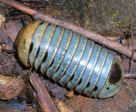  Western Pill Millipede: An Unassuming Arthropod That Roams Forests and Gardens as It Sheds Its Skin