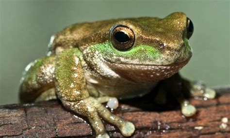  Whipping Frog -  Discover this Tiny Amphibian that Leaps Like It’s on a Tightrope!